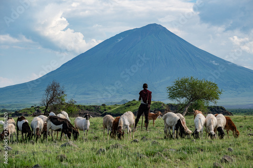 Obraz na płótnie Maasai boy shepherd with flock of sheeps and Ol Doinyo Lengai on background. Maasailand, Engare Sero, Natron lake coast, Rift Valley w salonie
