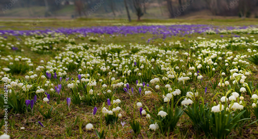 Panoramic photo of Snowdrops and crocuses in a meadow in the village. The first spring flowers bloom in the meadow. Many blooming snowdrops (Galаnthus) in a huge meadow in spring season.