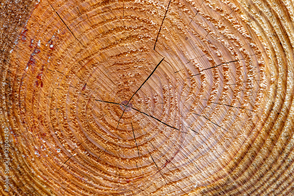Naklejka premium Sawed a tree with streaks of resin.
