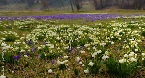Panoramic photo of Snowdrops and crocuses in a meadow in the village. The first spring flowers bloom in the meadow. Many blooming snowdrops  Gal  nthus  in a huge meadow in spring season.