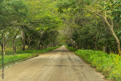 Green Road across the jungle