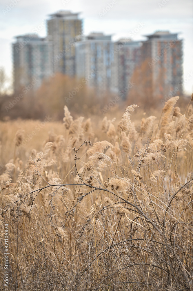 Fototapeta premium Reed blown by the wind in Vacaresti Natural Park, the first urban natural park in Romania
