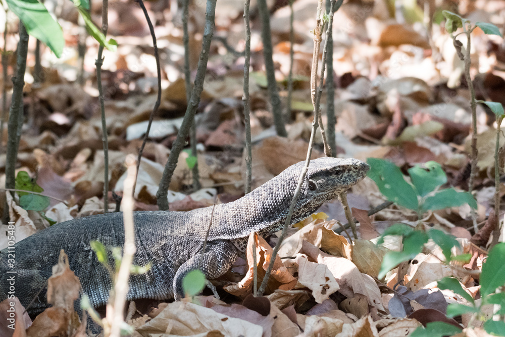 Obraz premium Monitor lizard in the forest