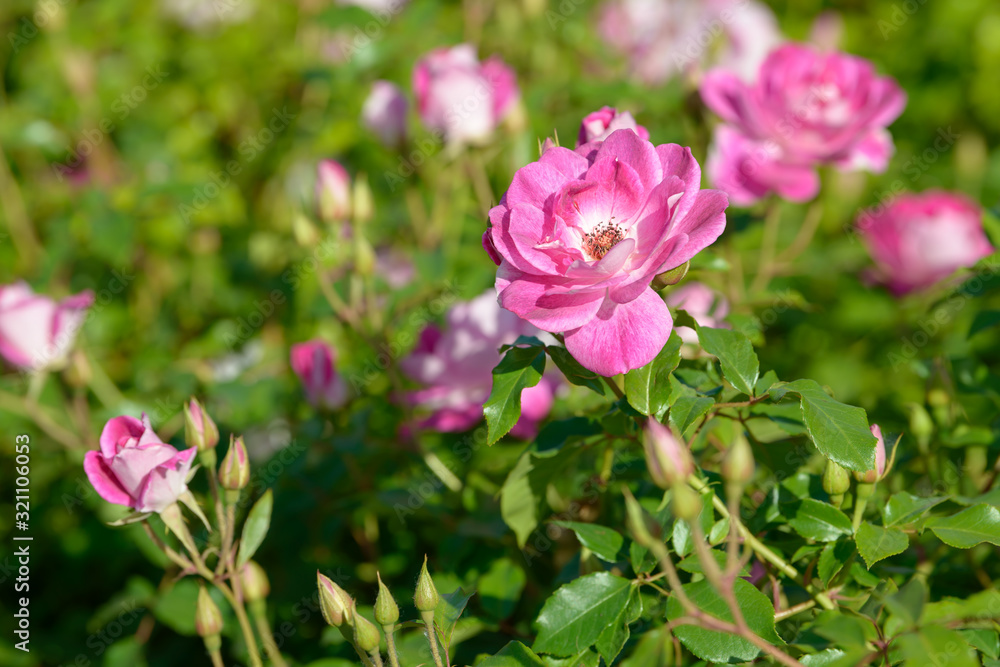 Natural bouquet of rose bushes growing in the garden. Multi-colored roses blooming in the natural environment. Beautiful flowering plant.