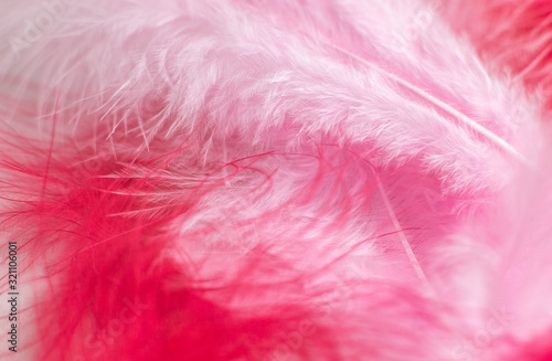soft pink and fuchsia background color  fluffy feather