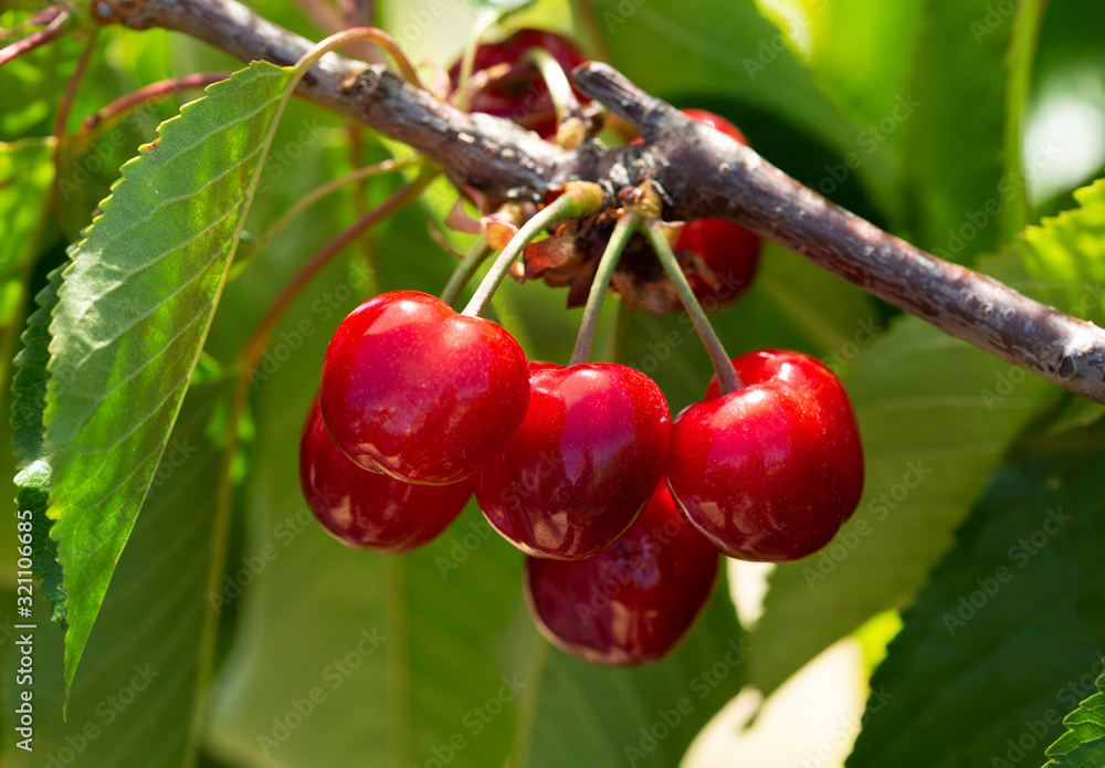 ripe cherries on a tree in a garden