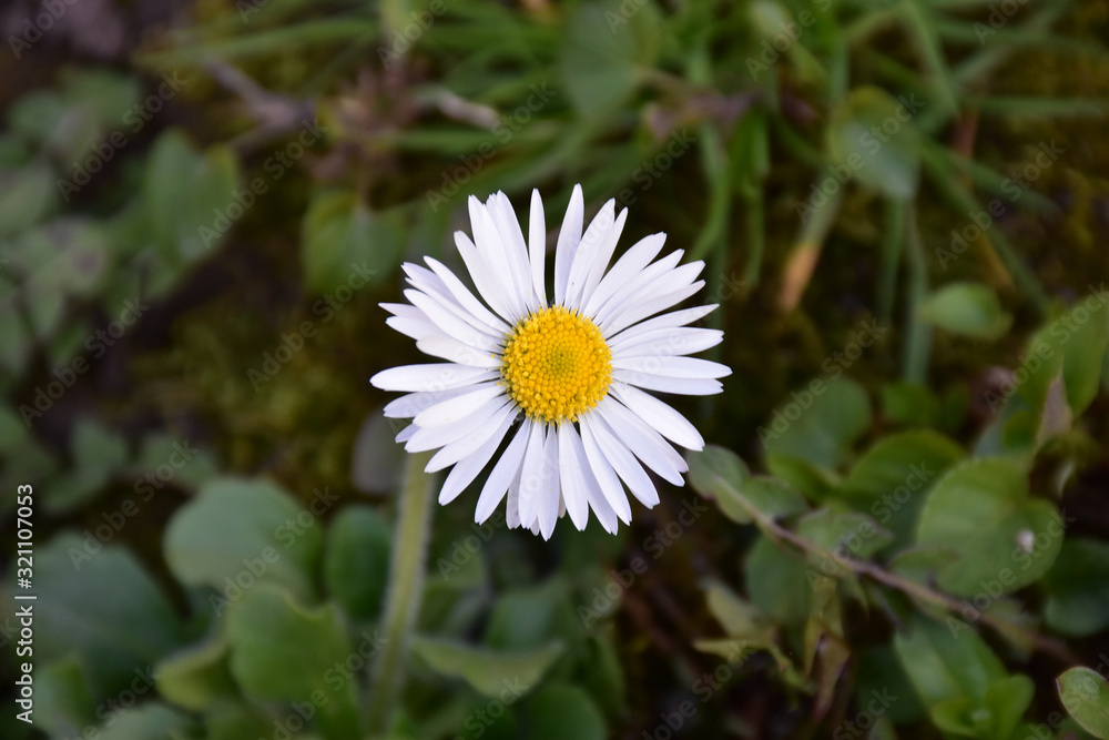 Daisy, a white flower with grass in the background Daisy, a white flower with grass in the background