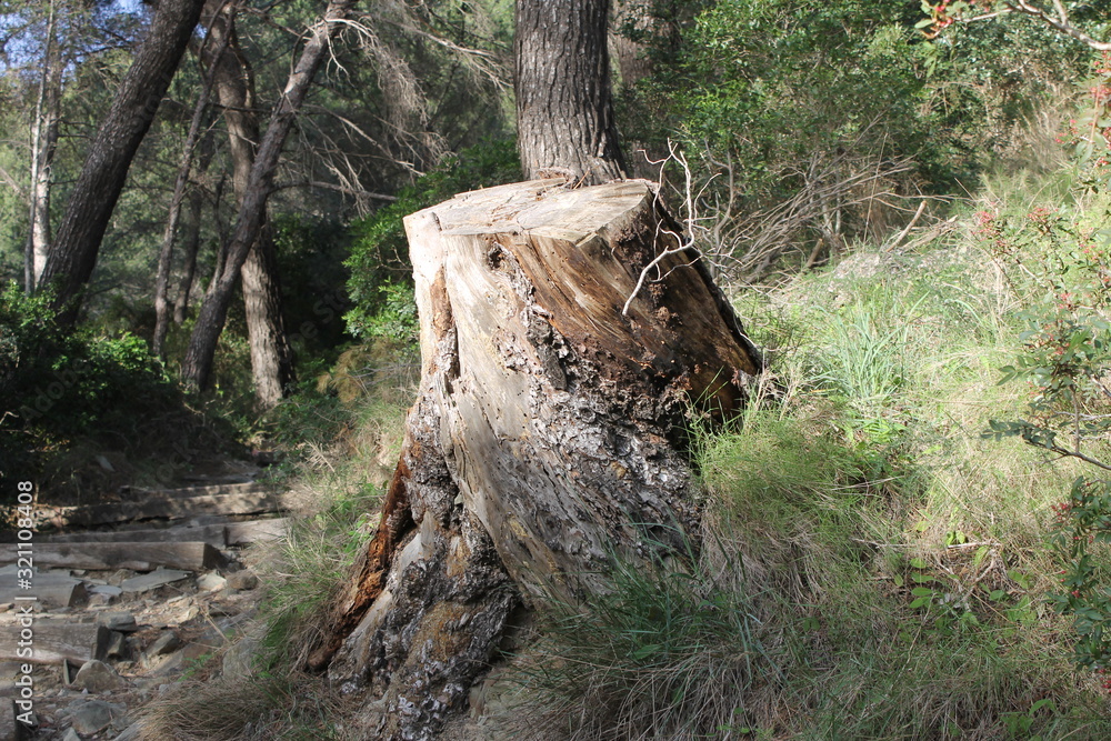 Fototapeta premium tree stump on a steep provencal path