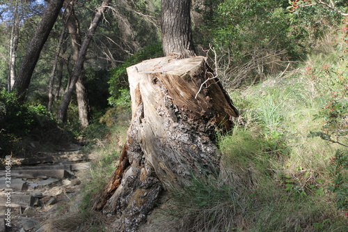 tree stump on a steep provencal path