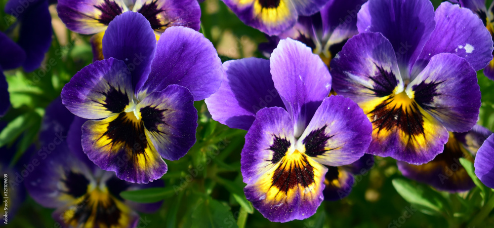 purple flowers in the garden purple flowers in the garden