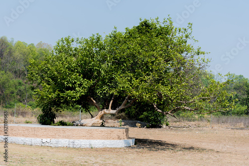 300 year old Tree inside the forest photo