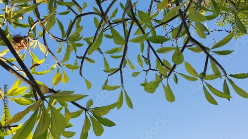 Spinning motion of branches and green leaves of a tropital tree against bright blue sky background. Dream-like object in vortexing movement.  photo