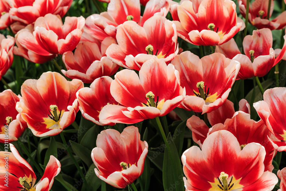 Obraz premium tulipe rouge à bord blanc