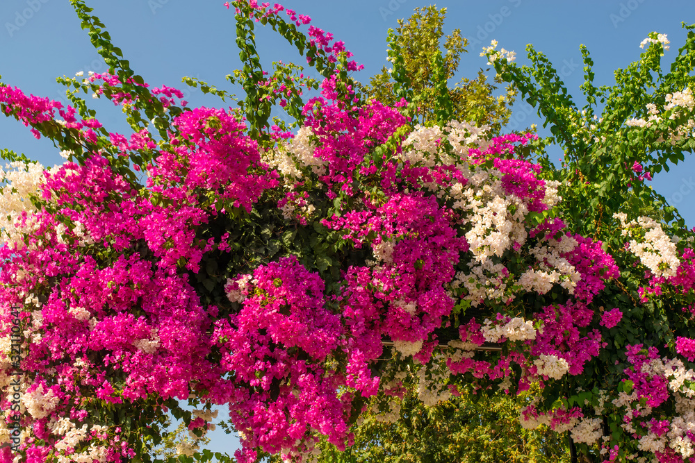 Pink and white Bougainvillea flowers - Image Pink and white Bougainvillea flowers - Image
