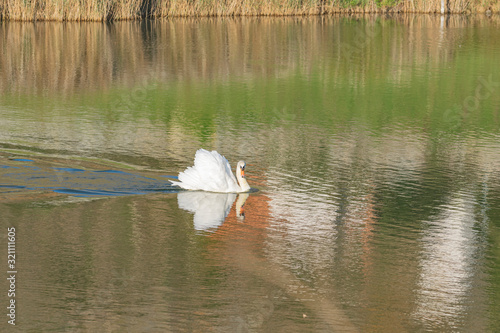 cisne nadando