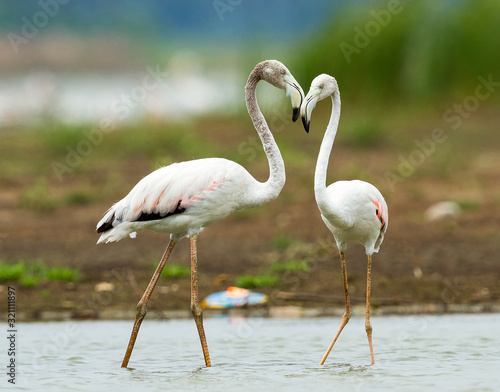 Greater Flamingo Phoenicopterus roseus is the most widespread and largest species of the flamingo family.