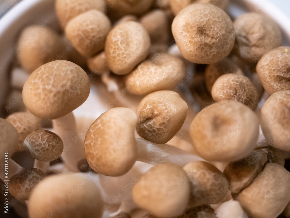 Macro Shimeji Japanese mushroom or white beech fungus vegan ingredient to cook healthy and delicious recipe food organic seasonal grow to harvest top view pattern textured background Macro Shimeji Japanese mushroom or white beech fungus vegan ingredient to cook healthy and delicious recipe food organic seasonal grow to harvest top view pattern textured background