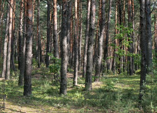  spring forest season