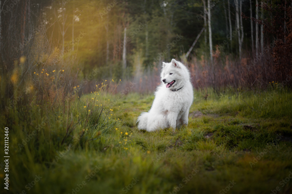 Samoyed dog in the forest. White fluffy dog. Nature Samoyed dog in the forest. White fluffy dog. Nature
