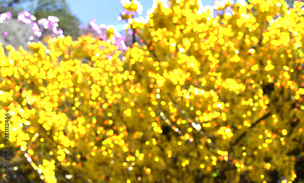 Obraz premium Bokeh blur with yellow Forsythia in bloom
