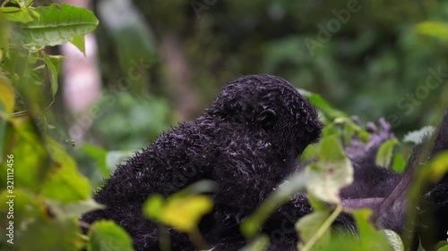 black gorilla with a baby, stretches, licks his paw and tries to grab the camera