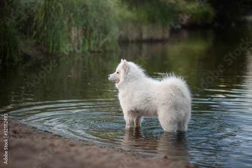 Samoyed dog in the river. Wet dog. 