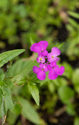 Wallpaper Mural Purple Flowers in bloom against green leaves Torontodigital.ca