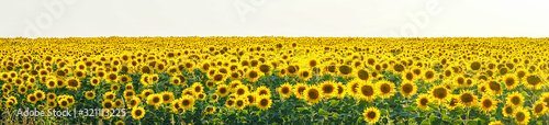 Panorama Yellow field of flowers of sunflowers against a light, white sky