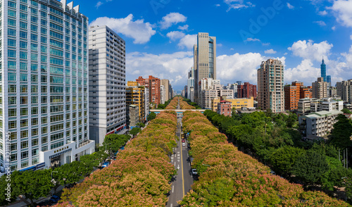 Afternoon aerial view of the Taiwanese rain tree blossom and cityscape