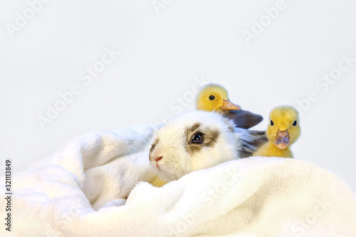Wallpaper Mural 子うさぎと2羽のアヒルの雛 Torontodigital.ca