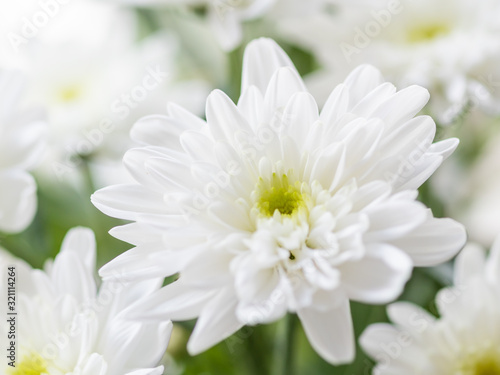 Macro photo of chrysanthemum flowers on window sill. Sunny morning in cozy home.