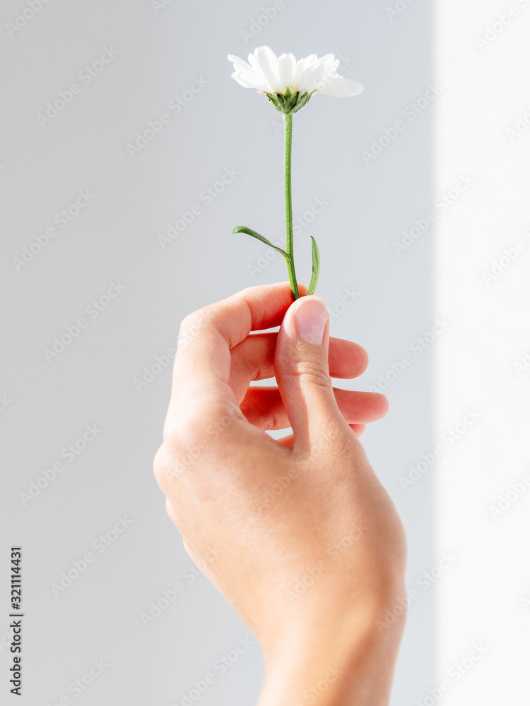Hand with chrysanthemum flower. Woman is holding blooming flower on grey shadowed background. Hand with chrysanthemum flower. Woman is holding blooming flower on grey shadowed background.