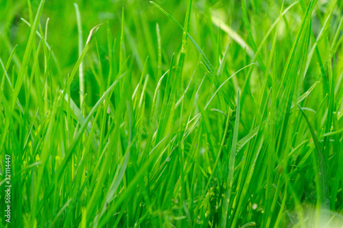 Beauty healthy backgrounds with foliage, green grass and defocused front.