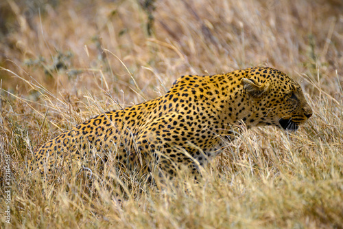 Leopard photo