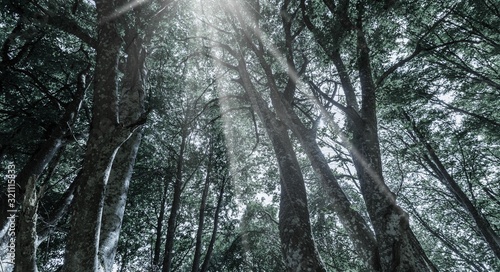Forest. © BillionPhotos.com