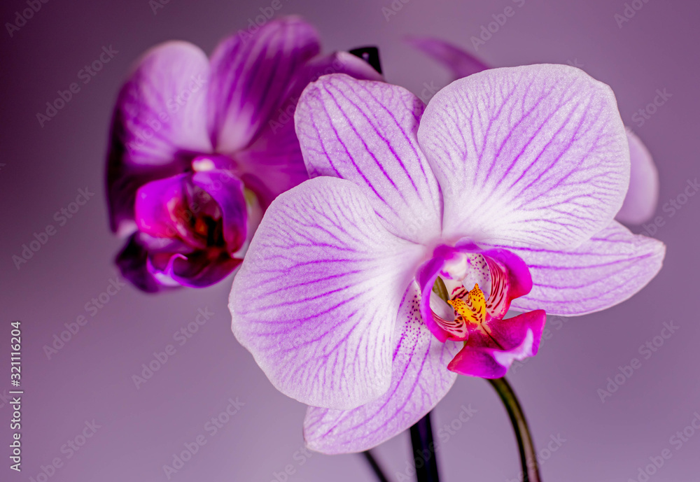 Beautiful purple orchid on a branch Beautiful purple orchid on a branch