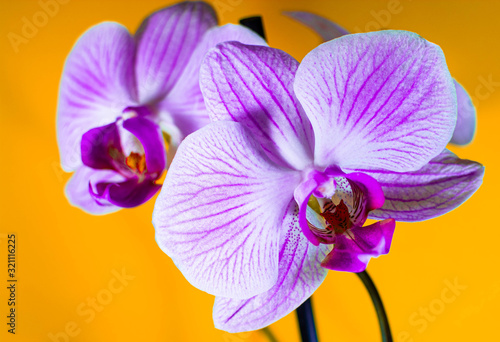 Beautiful orchid in yellow-orange background