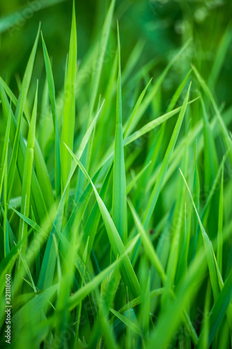 Beauty healthy backgrounds with foliage, green grass and defocused front.
