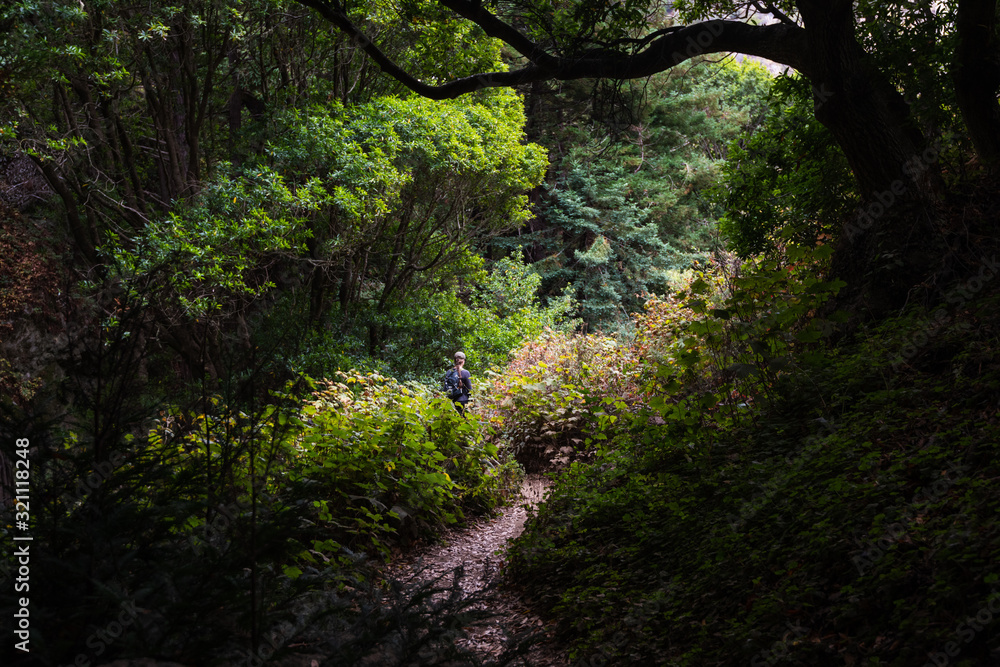 Woman hiker walking in a lush green forest in Big Sur California Woman hiker walking in a lush green forest in Big Sur California