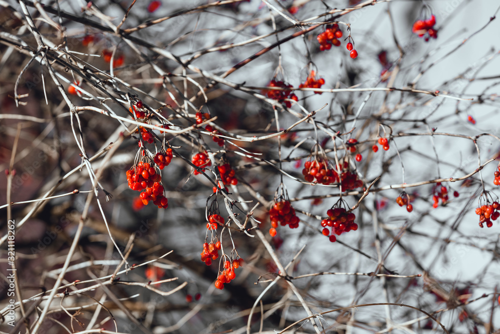 Bare branches of viburnum with ripe red berries in the winter. Natural background of twigs and berries. Red berries on a grey background Bare branches of viburnum with ripe red berries in the winter. Natural background of twigs and berries. Red berries on a grey background