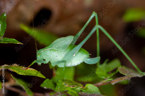 Juvenile leaf-mimicking katytid - Tettigoniidae in tropical rainforest, Costa Rica © salparadis