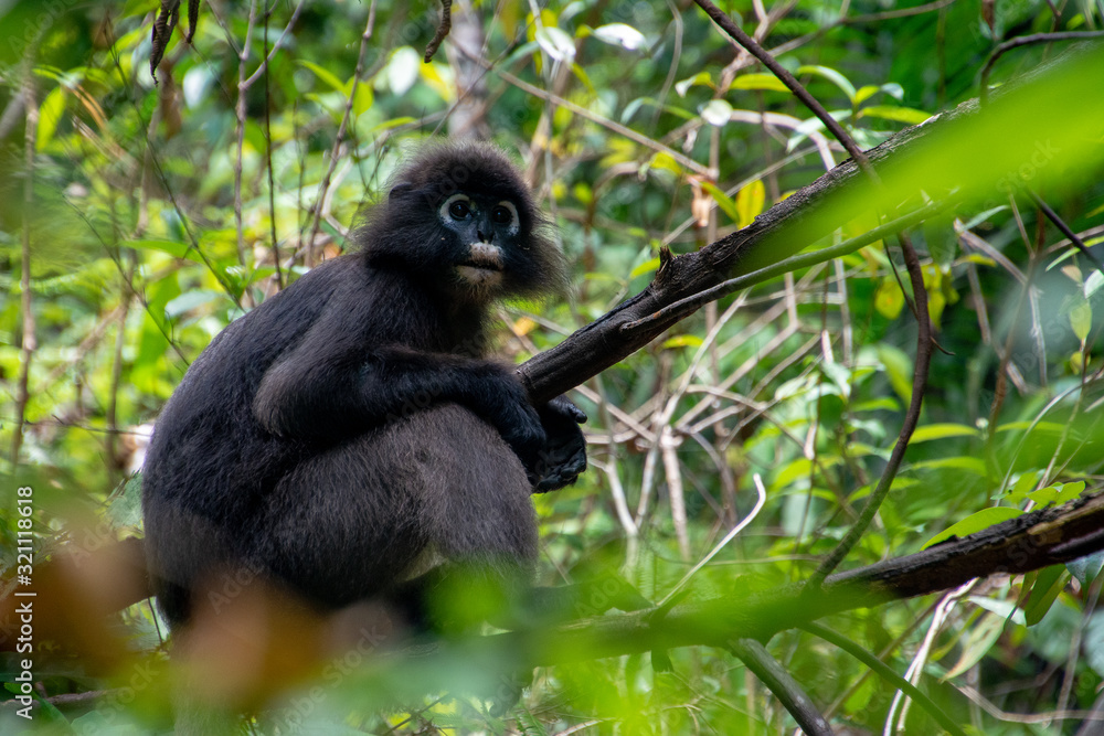 A gibbon looks around from the top of a tree framed with unfocused leaves in the foreground