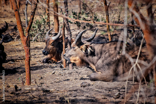 Herd of African buffaloes lies in thickets of trees. They rest in the shade. It is wildlife photo of animal in Senegal  Africa.