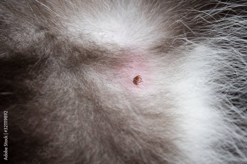 Brązowy kleszcz wgryziony w skórę zwierzęcia. Skóra i sierść kota. Mały kleszcz pasożytujący w skórze kota. 