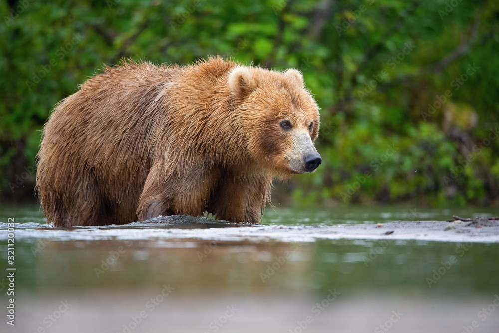 Obraz premium The&nbsp;Kamchatka&nbsp;brown&nbsp;bear, Ursus arctos beringianus catches salmons at Kuril Lake in Kamchatka, running in the water, action picture