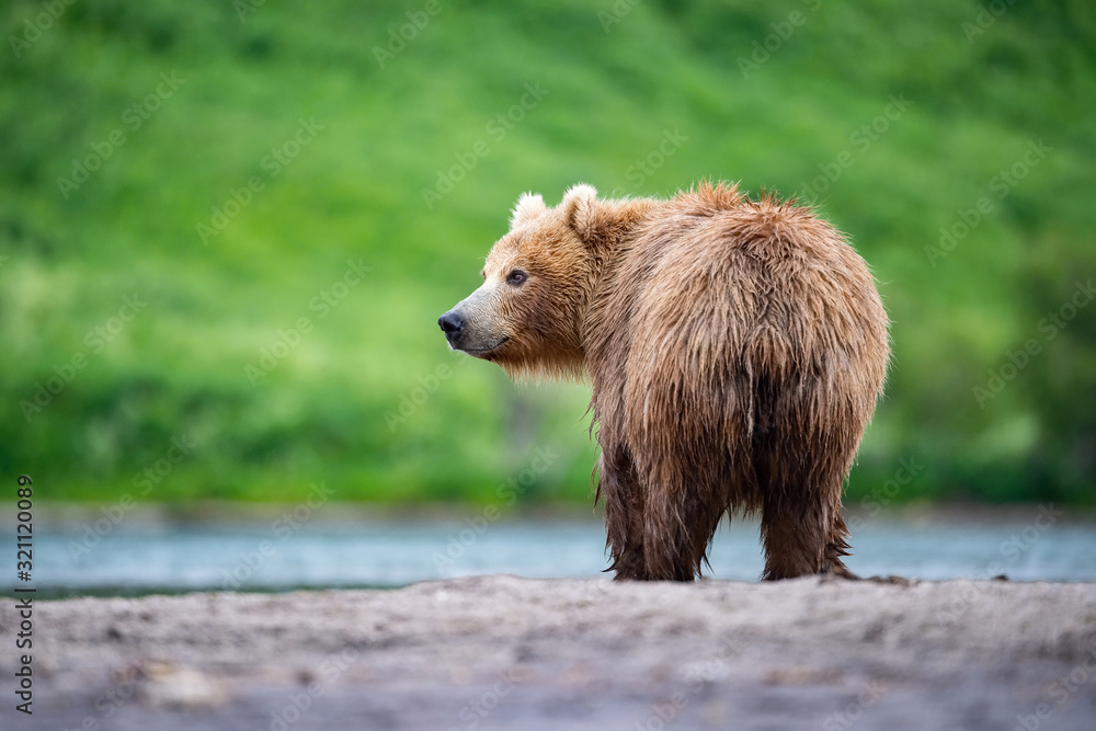 The Kamchatka brown bear, Ursus arctos beringianus catches salmons at Kuril Lake in Kamchatka, running in the water, action picture