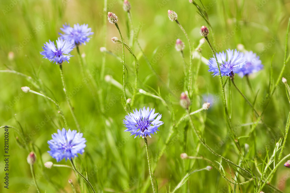 Blue Cornflower (Centaurea cyanus) flowers on a background of beautiful evening light. Wildflower Cornflower macro, selective focus Blue Cornflower (Centaurea cyanus) flowers on a background of beautiful evening light. Wildflower Cornflower macro, selective focus