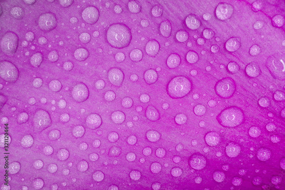 water drops on a purple macro petal as a background