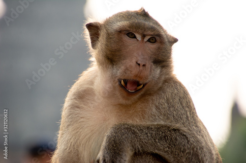 a macaque pulls its teeth with a temple behind it in Angkor, Cambodia © Cjsierrah