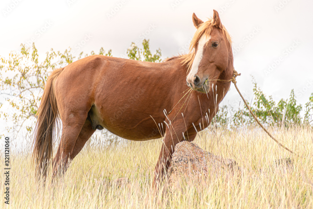 Caballo comiendo Caballo comiendo